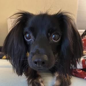 Meet your Posher, Kim